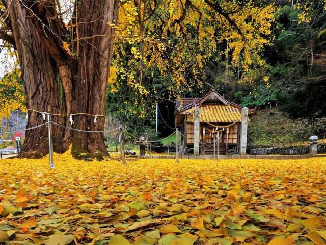 [優秀賞] 大銀杏の落ち葉 (井田　悟さん（広島市）)