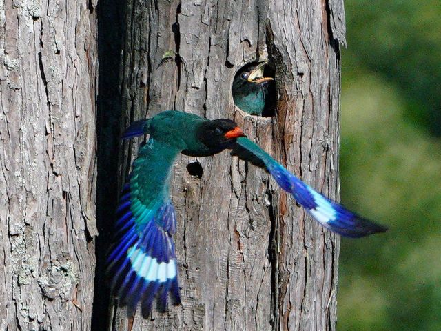 [入　選] 飛び立つ (末岡　一登さん（広島市）)