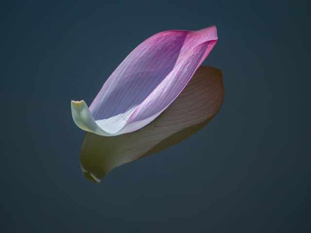 [入　選] ひとひら (石井　泰子さん（三次市）)