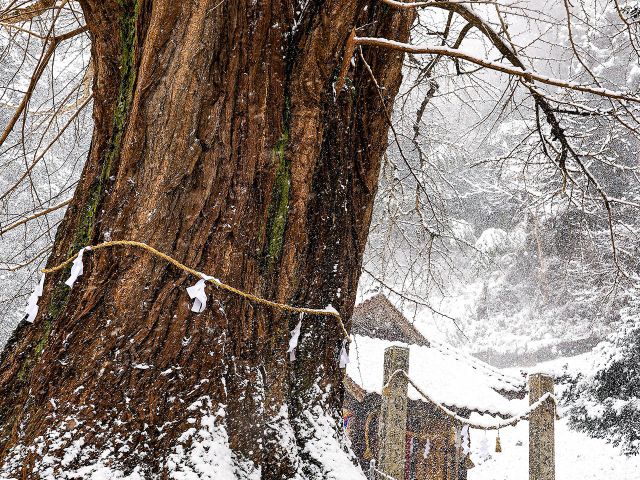 [入　選] 雪の大樹 (原田　浩二さん（三次市）)