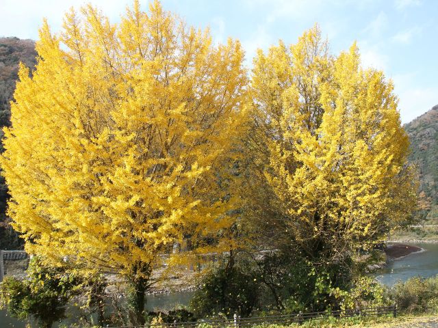 [入　選] 落葉するイチョウ (小田　登美子さん（三次市）)